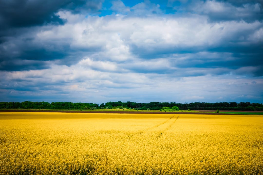 Ukrainian landscape of yellow flowers and blue sky